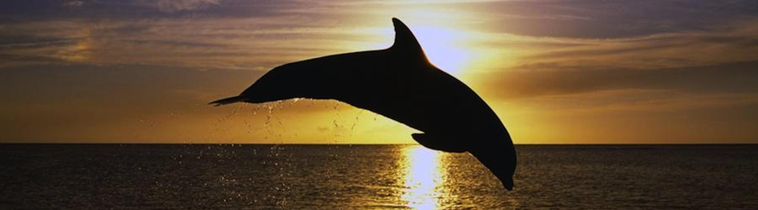 Port River Dolphin Trail image